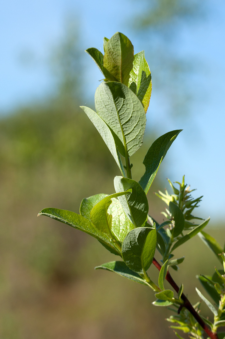 Image of Salix starkeana specimen.