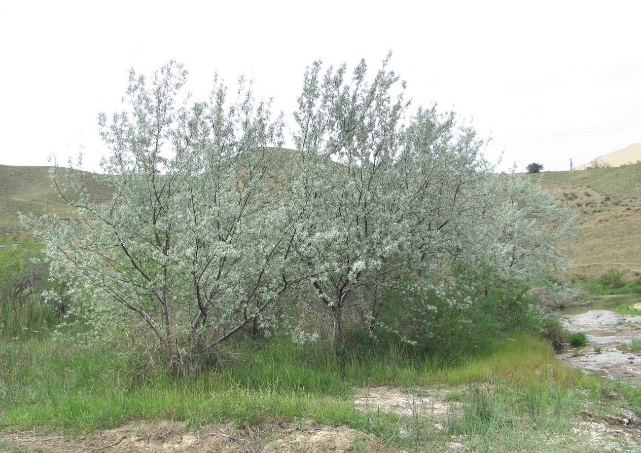 Image of Elaeagnus caspica specimen.