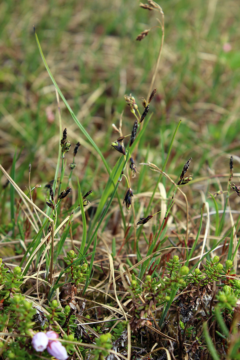 Image of Carex rariflora specimen.