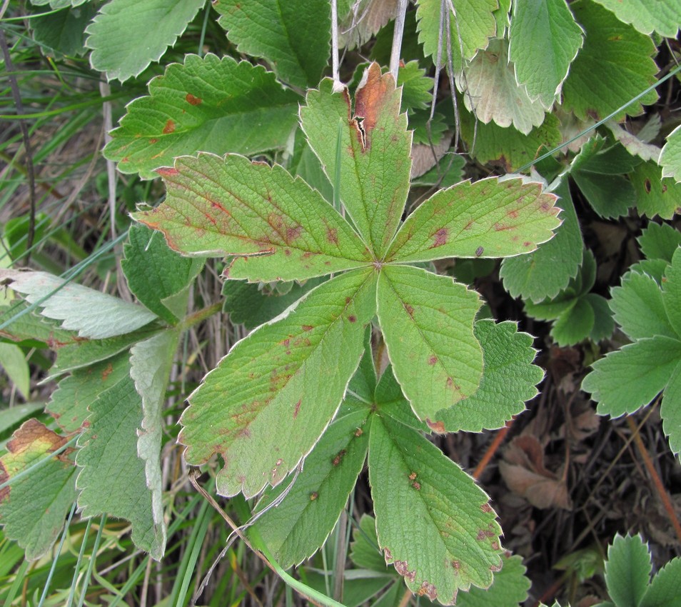 Image of Potentilla brachypetala specimen.