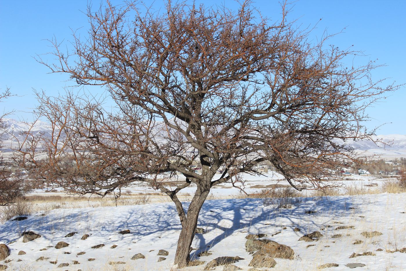 Image of Crataegus turkestanica specimen.