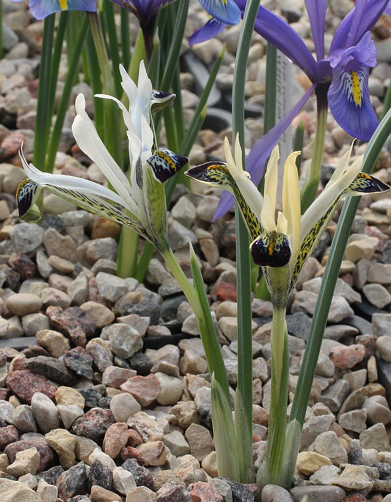 Image of Iridodictyum zagricum specimen.