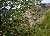 Ceratonia siliqua. Верхушка ветви с соцветиями. Турция, национальный парк Олимпос-Бейдаглары, мыс Гелидония, сухой прибрежный склон. 04.01.2019.