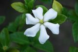 Gardenia jasminoides