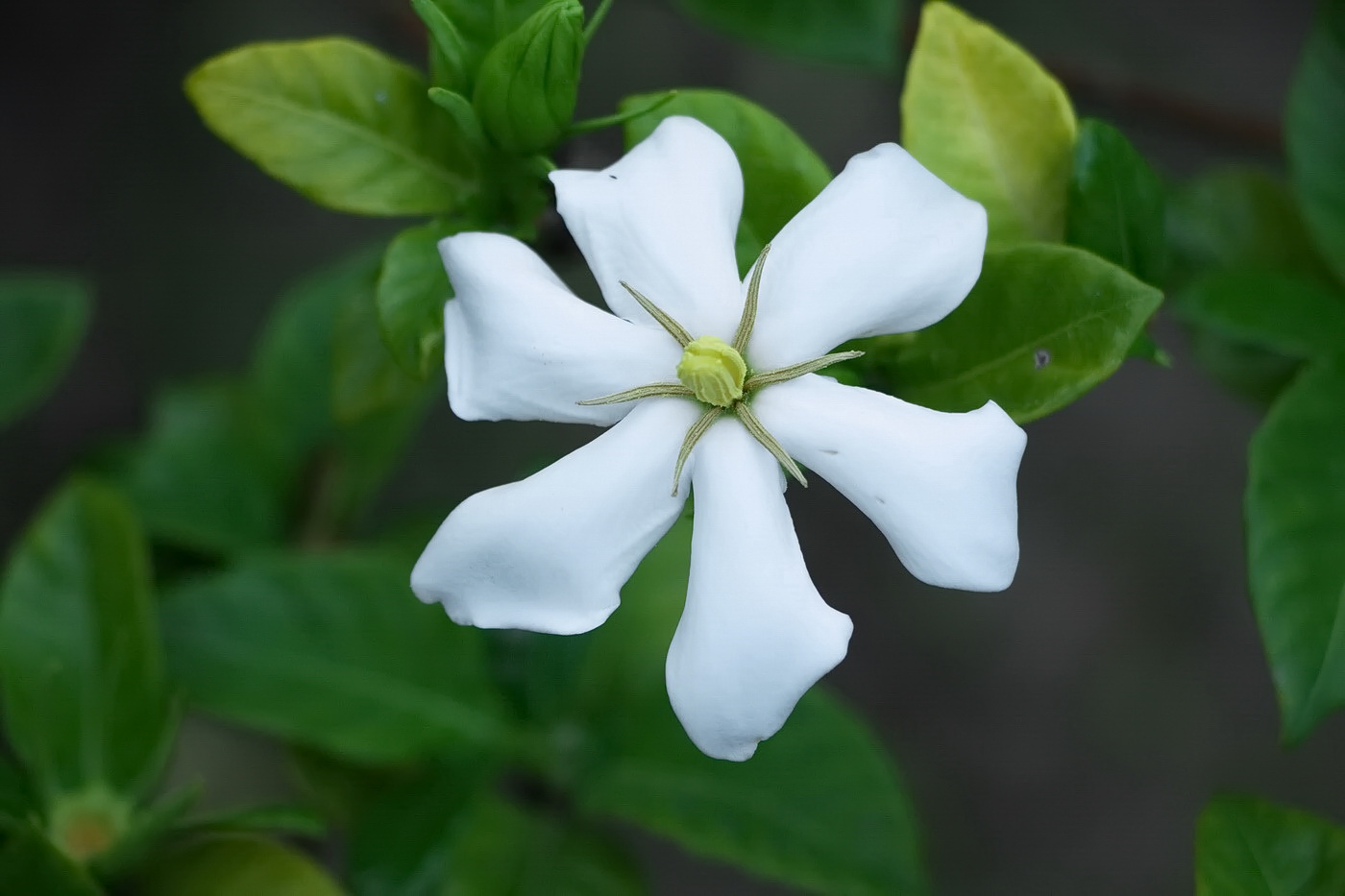 Image of Gardenia jasminoides specimen.