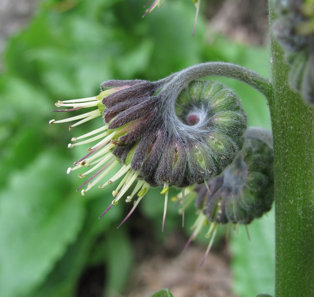 Image of Solenanthus circinnatus specimen.