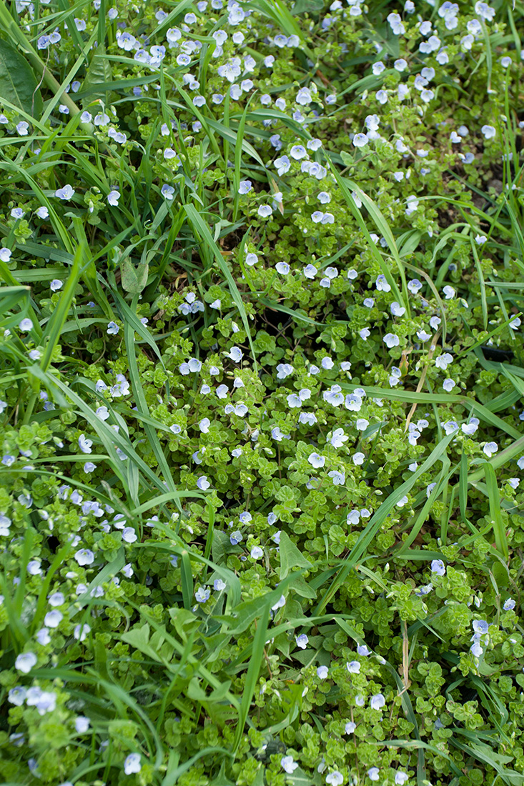 Image of Veronica filiformis specimen.