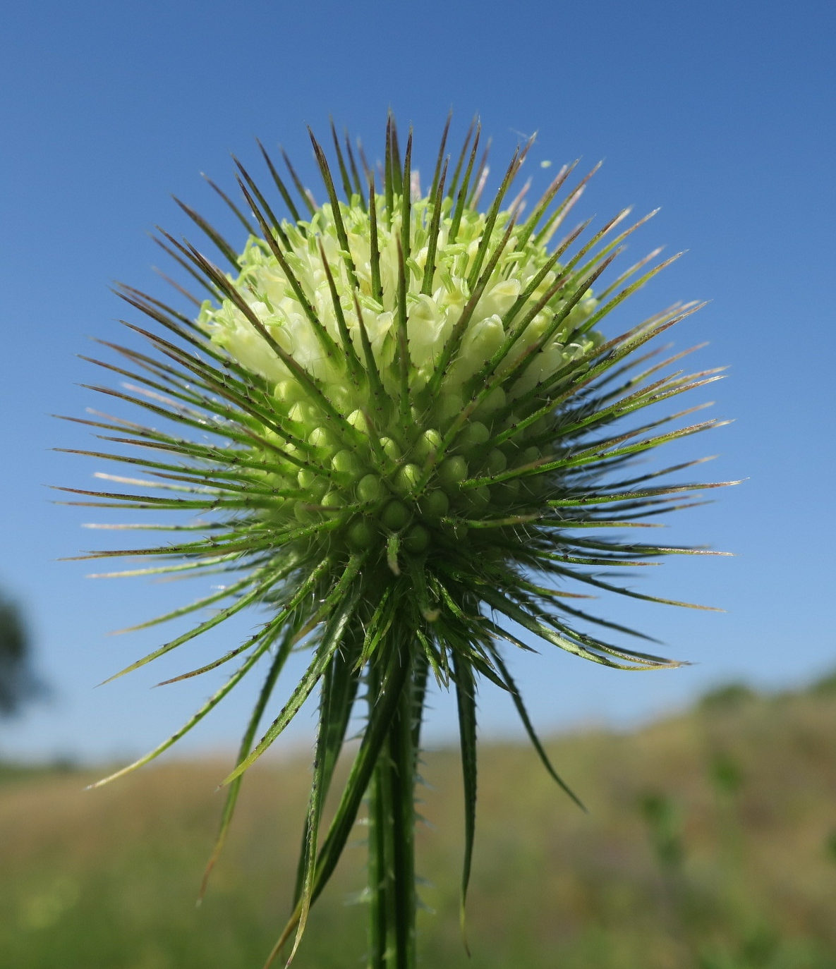 Image of Dipsacus strigosus specimen.