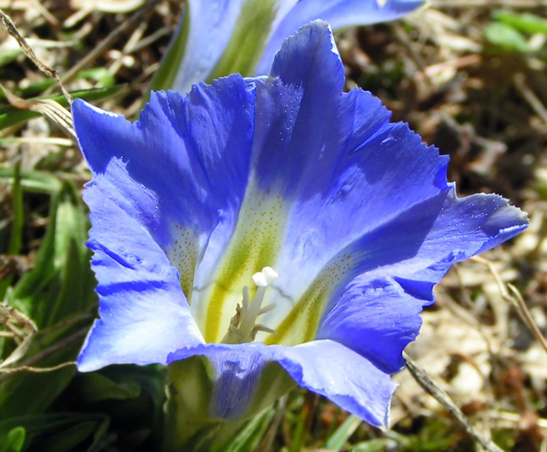 Изображение особи Gentiana grandiflora.