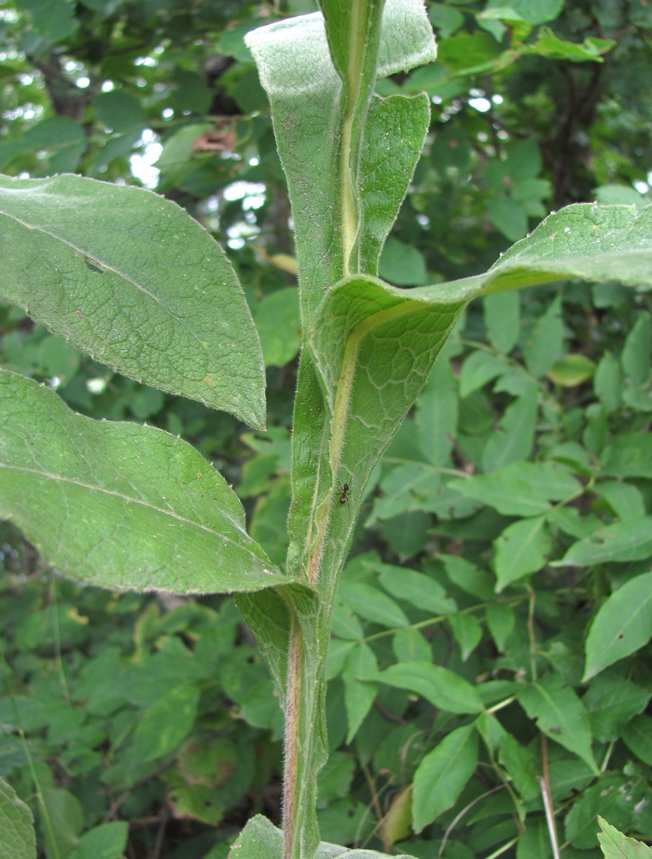 Изображение особи Inula thapsoides.