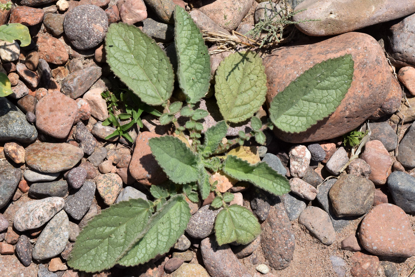 Image of class Magnoliopsida specimen.