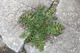 Erodium moschatum. Отцветшее растение в трещине между камней. Турция, пров. Анталья, р-н Каш, окр. пос. Кынык, амфитеатр Ксанфа. 30.12.2019.