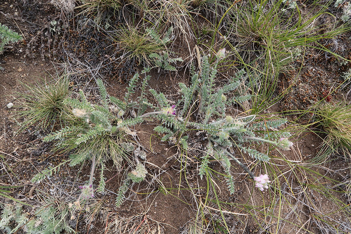 Image of Oxytropis selengensis specimen.