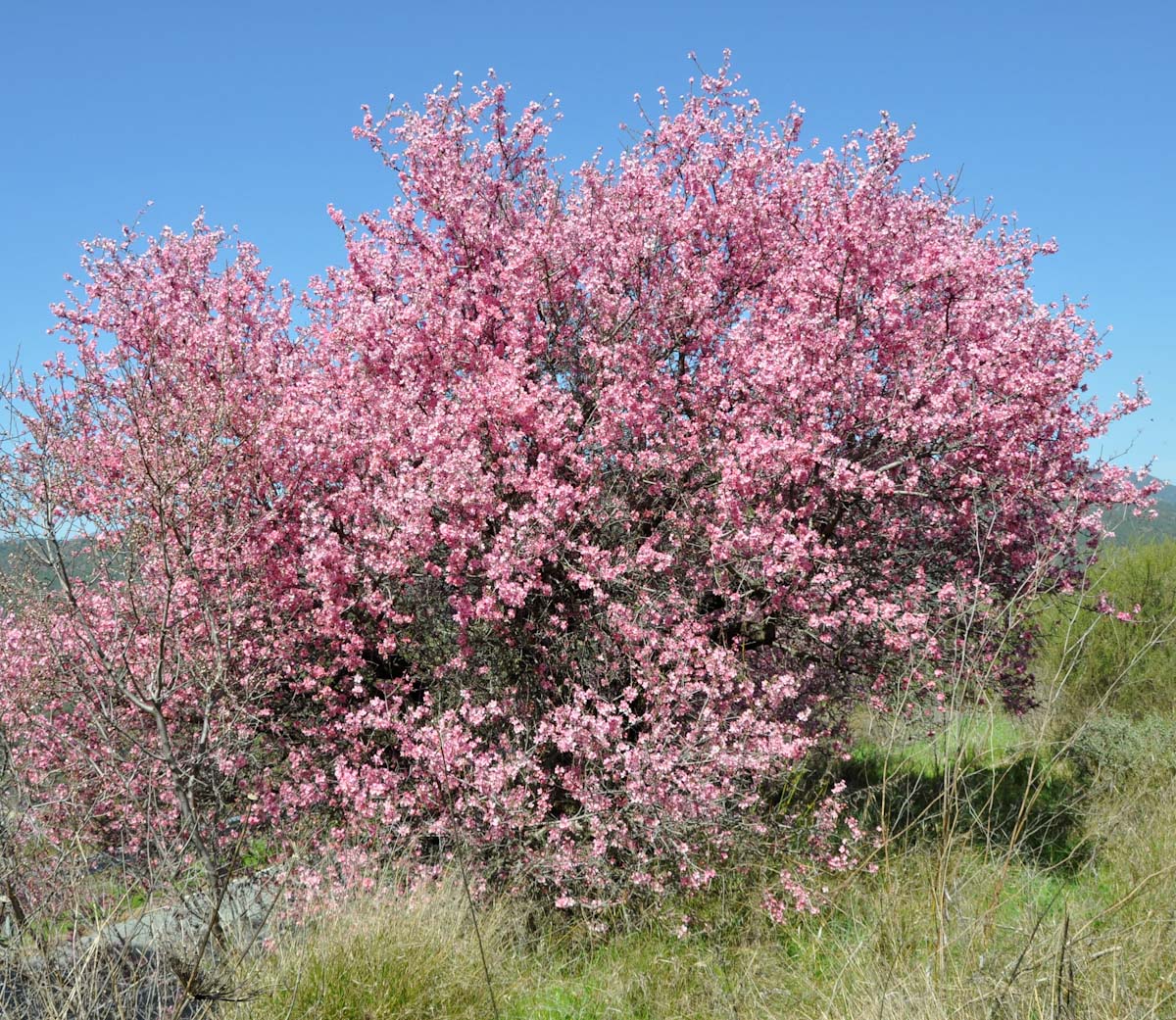 Image of Amygdalus communis specimen.