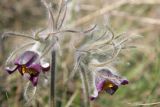 Pulsatilla ucrainica