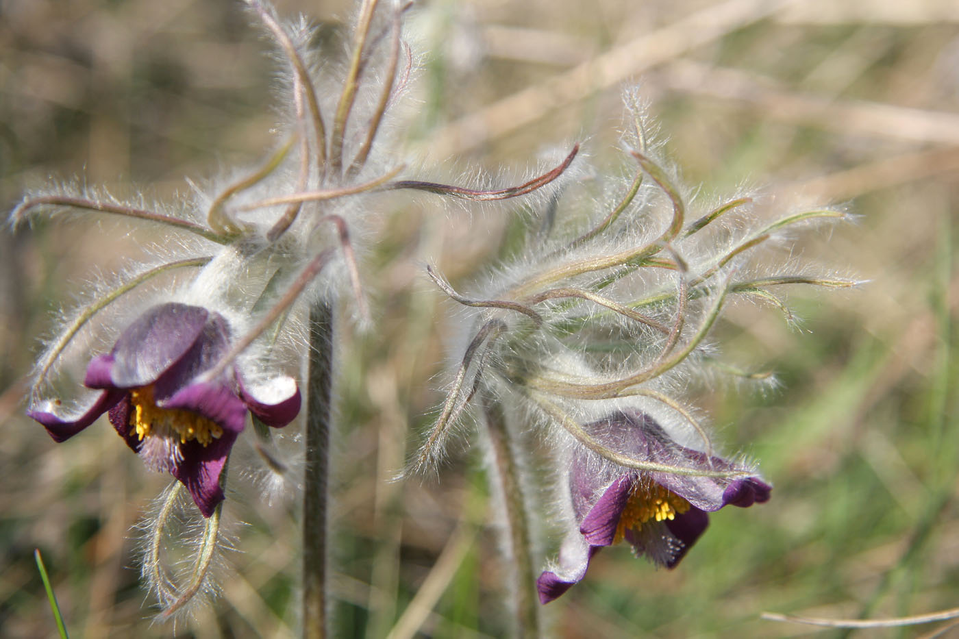 Image of Pulsatilla ucrainica specimen.