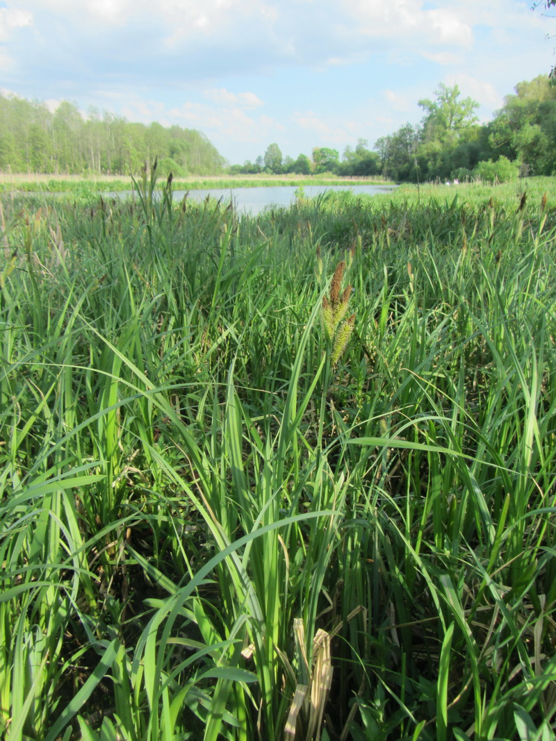 Изображение особи Carex riparia.