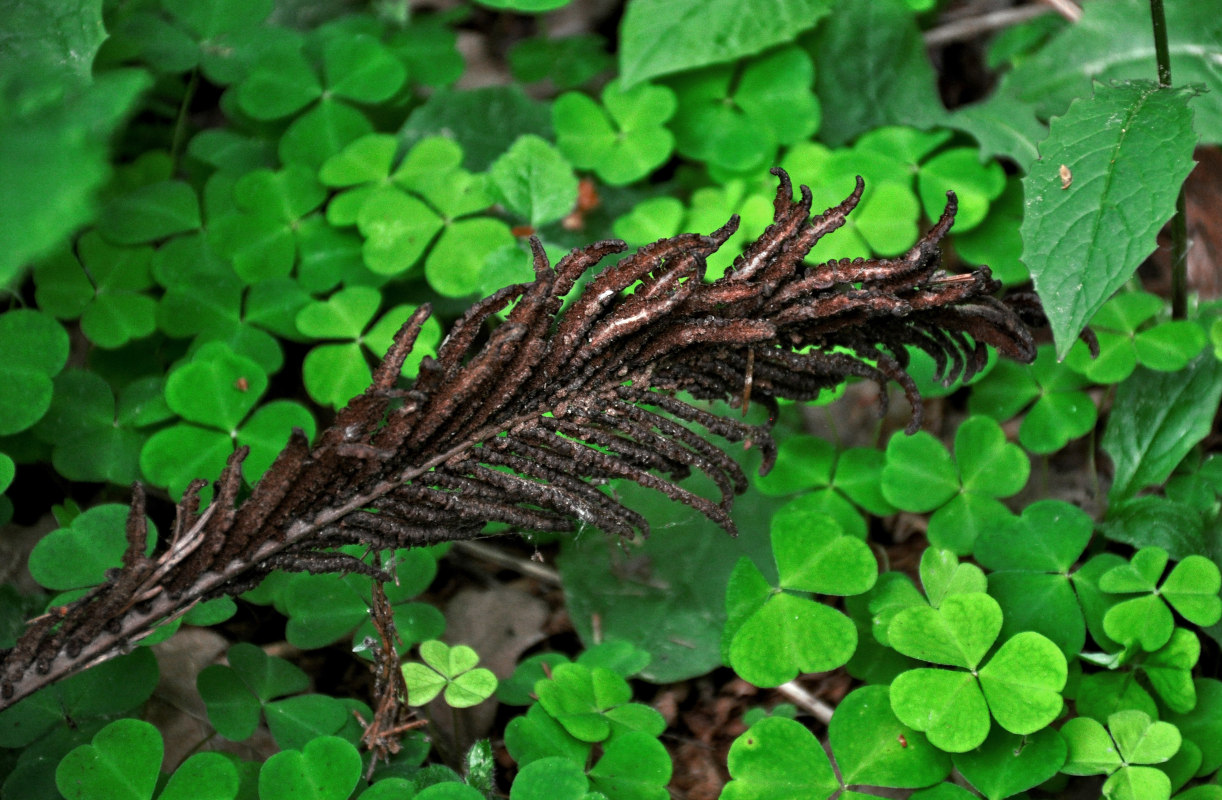 Изображение особи Matteuccia struthiopteris.