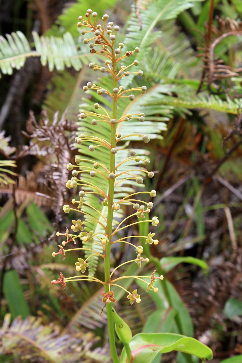 Изображение особи Nepenthes reinwardtiana.