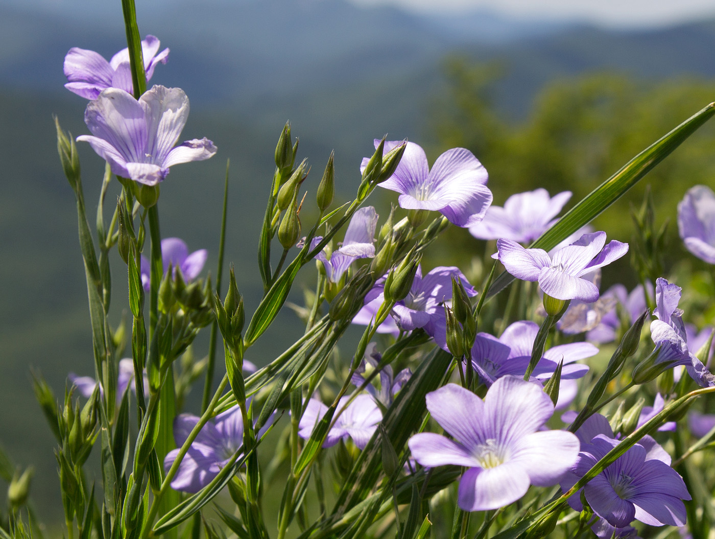 Image of Linum nervosum specimen.