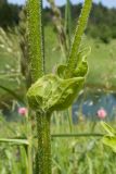 Doronicum macrophyllum