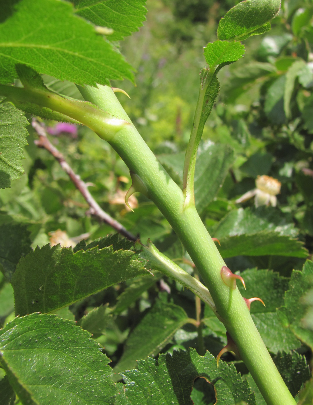 Image of genus Rosa specimen.