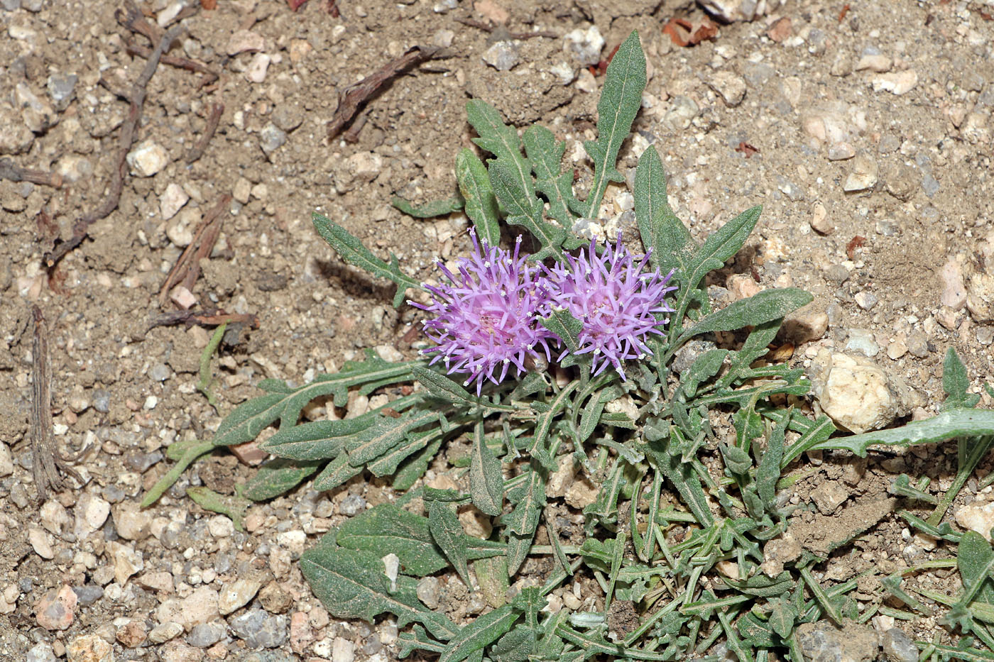 Image of Jurinea algida specimen.