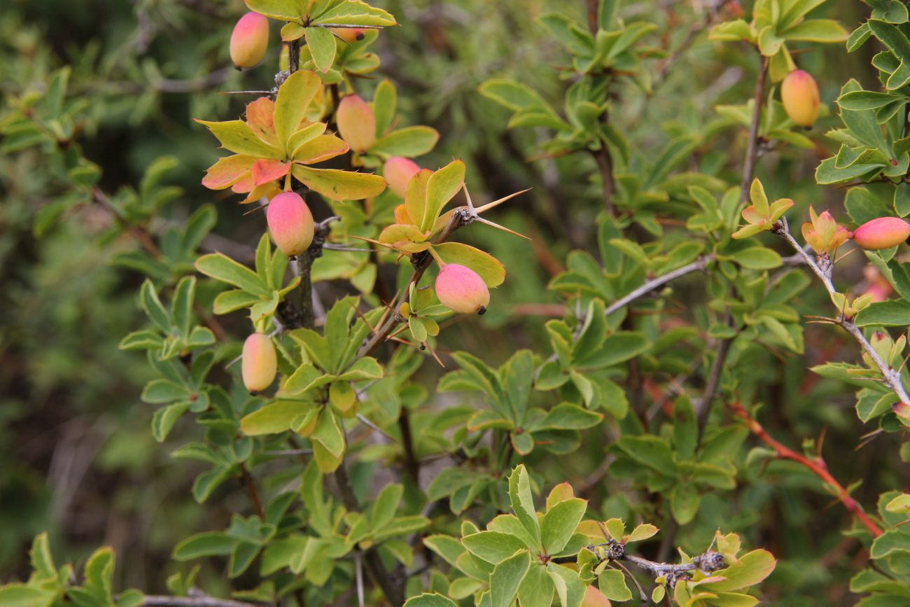 Image of Berberis sibirica specimen.