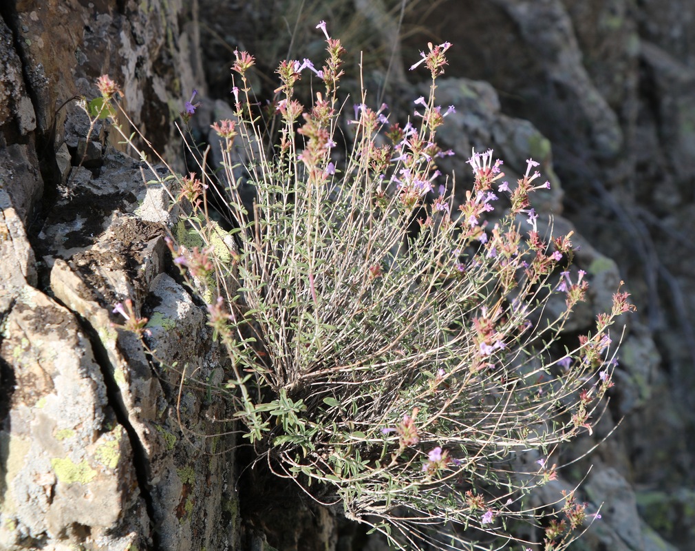 Image of Satureja macrantha specimen.