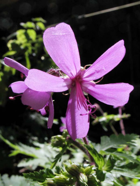 Image of Geranium reuteri specimen.