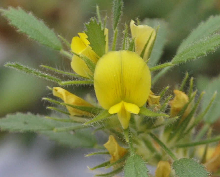 Image of Ononis pusilla specimen.