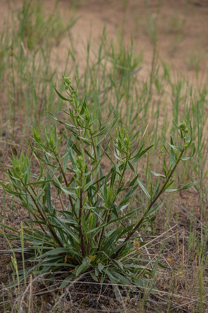 Image of genus Onosma specimen.