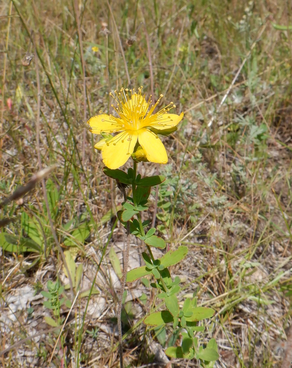 Image of Hypericum perforatum specimen.