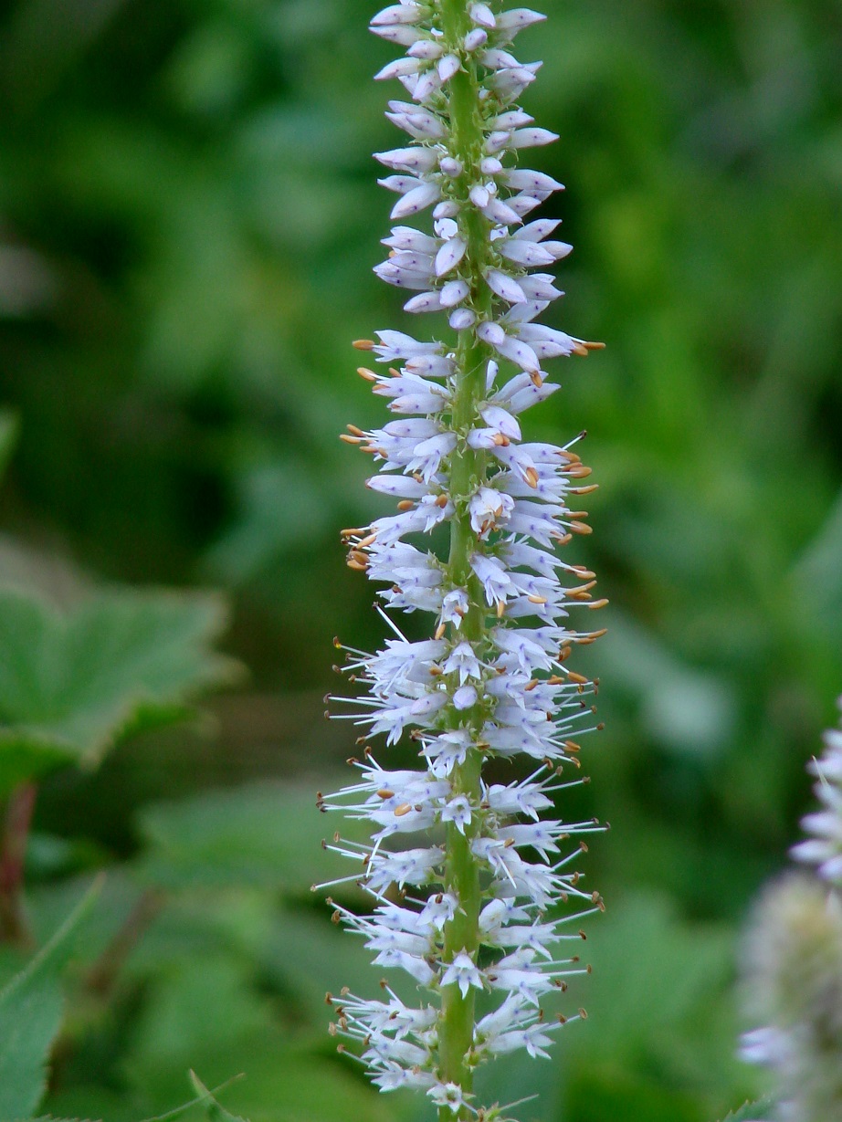 Image of Veronicastrum sibiricum specimen.