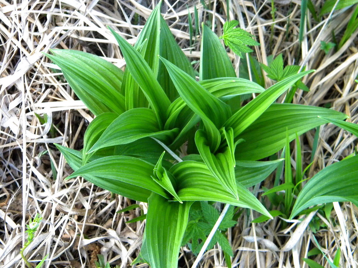 Изображение особи Veratrum lobelianum.