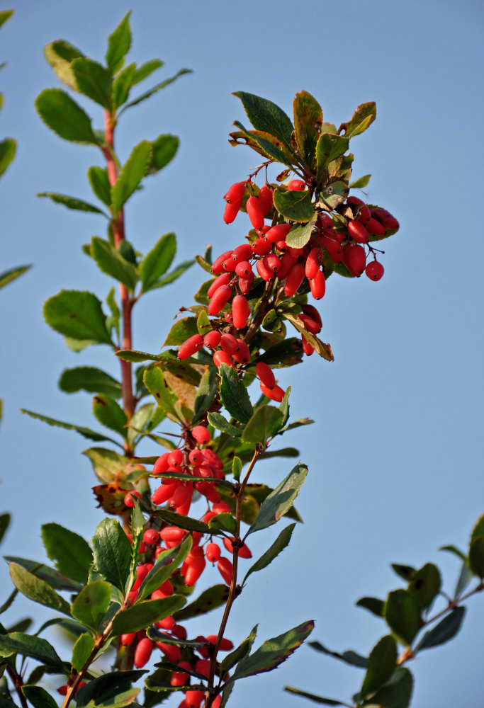 Image of Berberis vulgaris specimen.