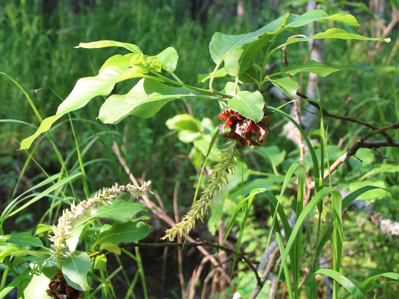 Image of Salix jenisseensis specimen.