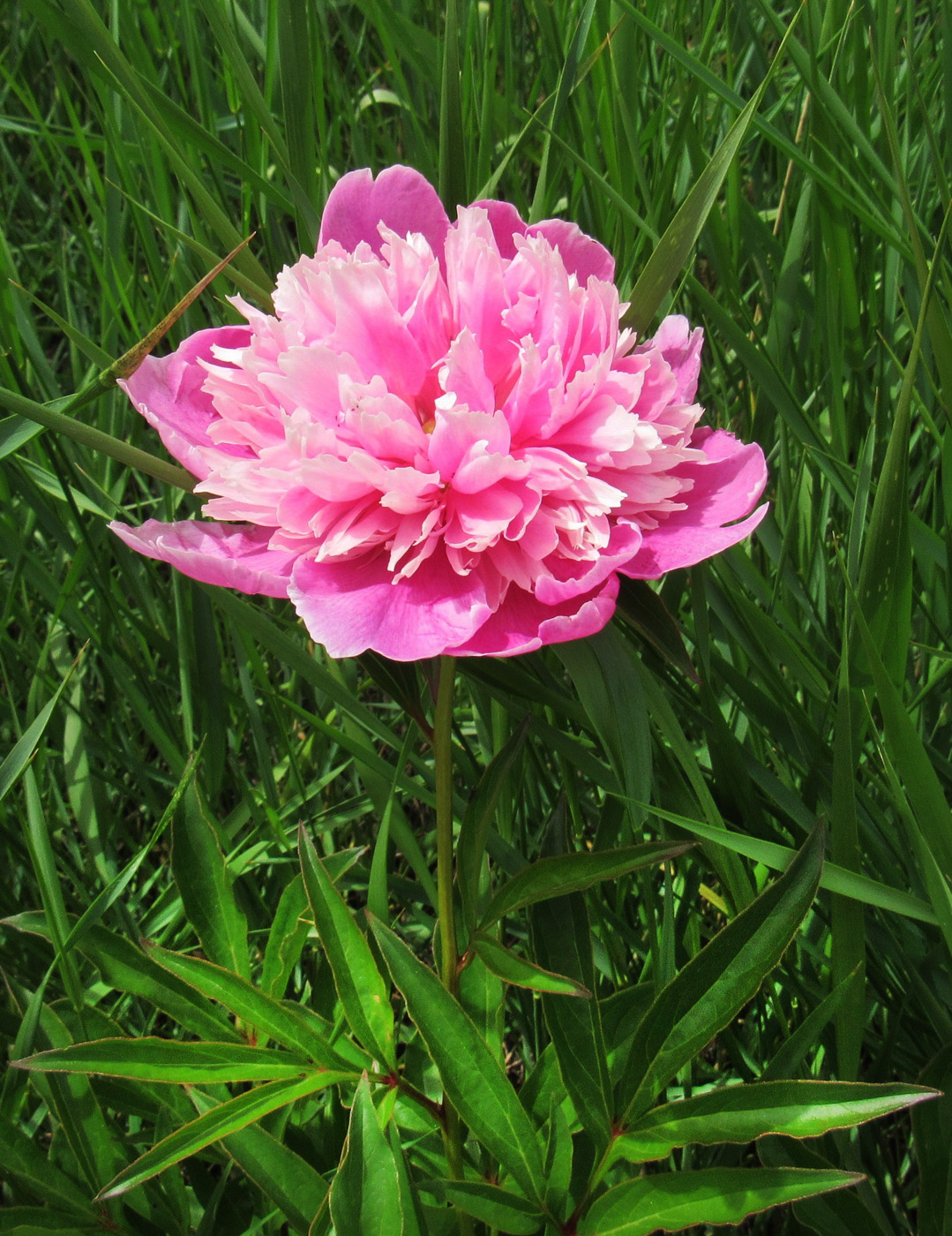 Image of Paeonia lactiflora specimen.