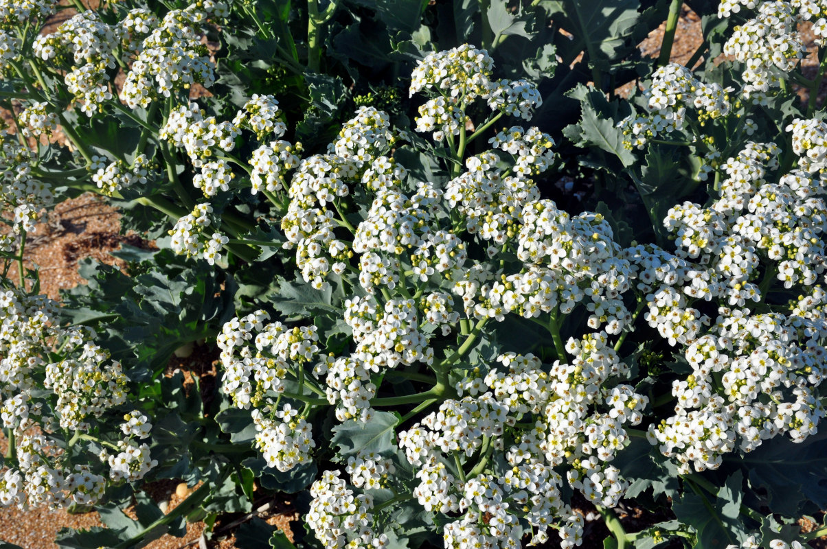 Image of Crambe maritima specimen.