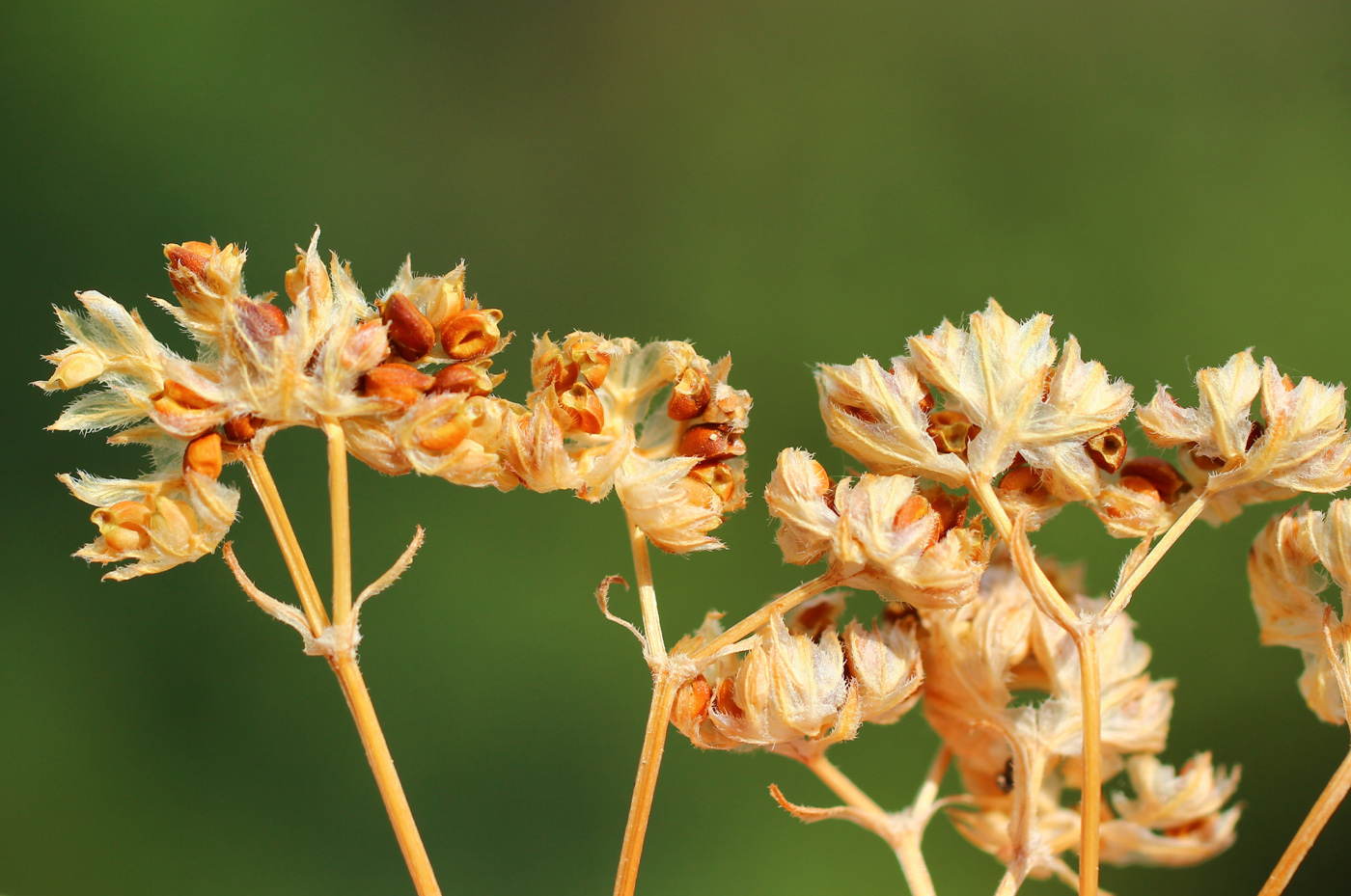 Image of Valerianella pumila specimen.