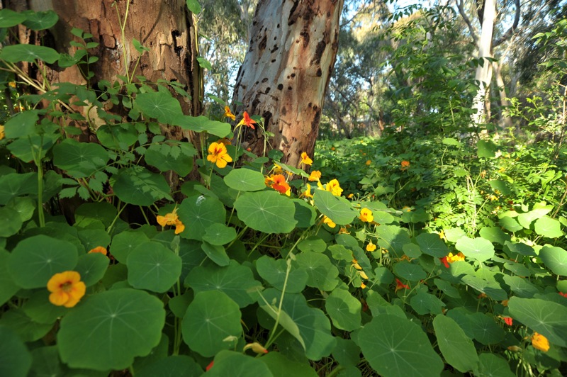 Изображение особи Tropaeolum majus.