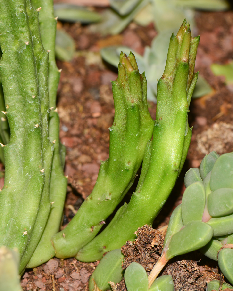 Image of genus &times; Orbelia specimen.