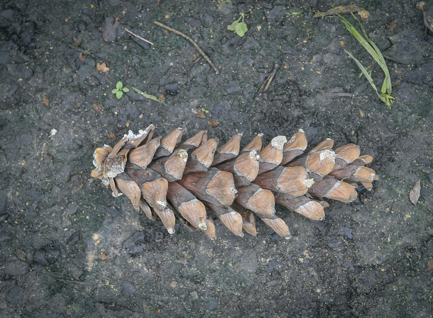 Image of Pinus strobus specimen.