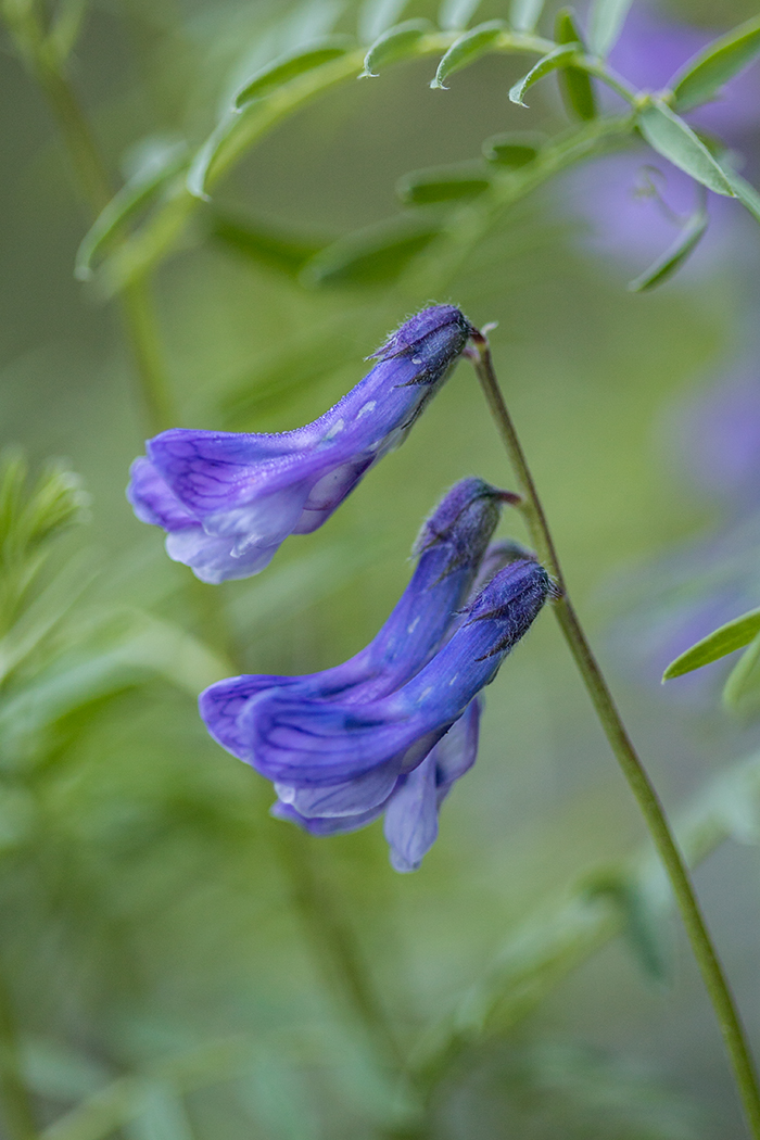 Image of genus Vicia specimen.