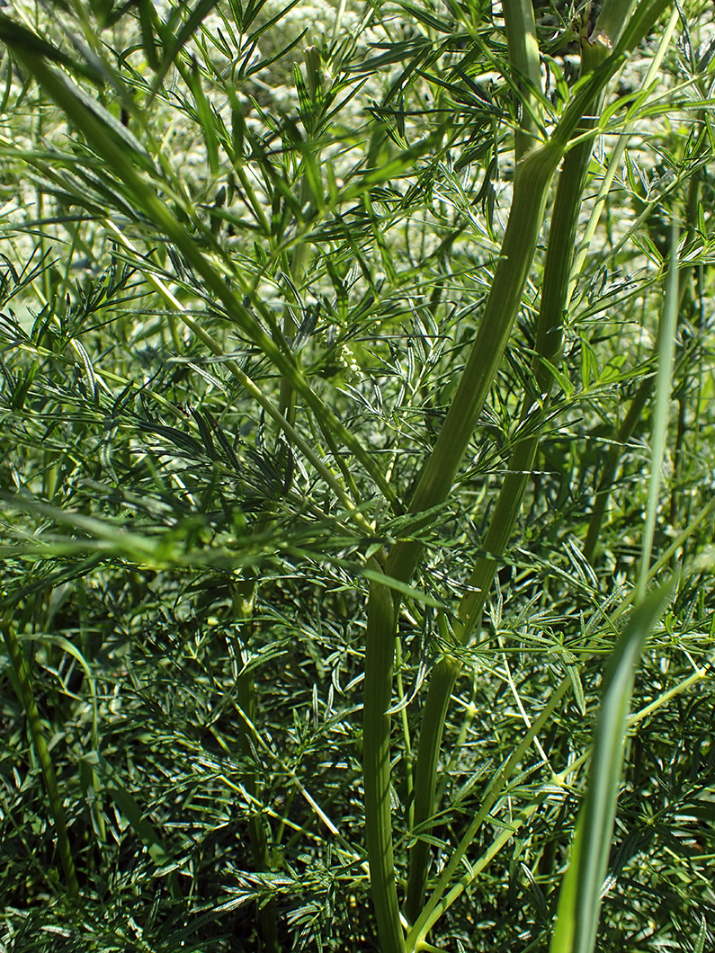 Image of Thalictrum lucidum specimen.