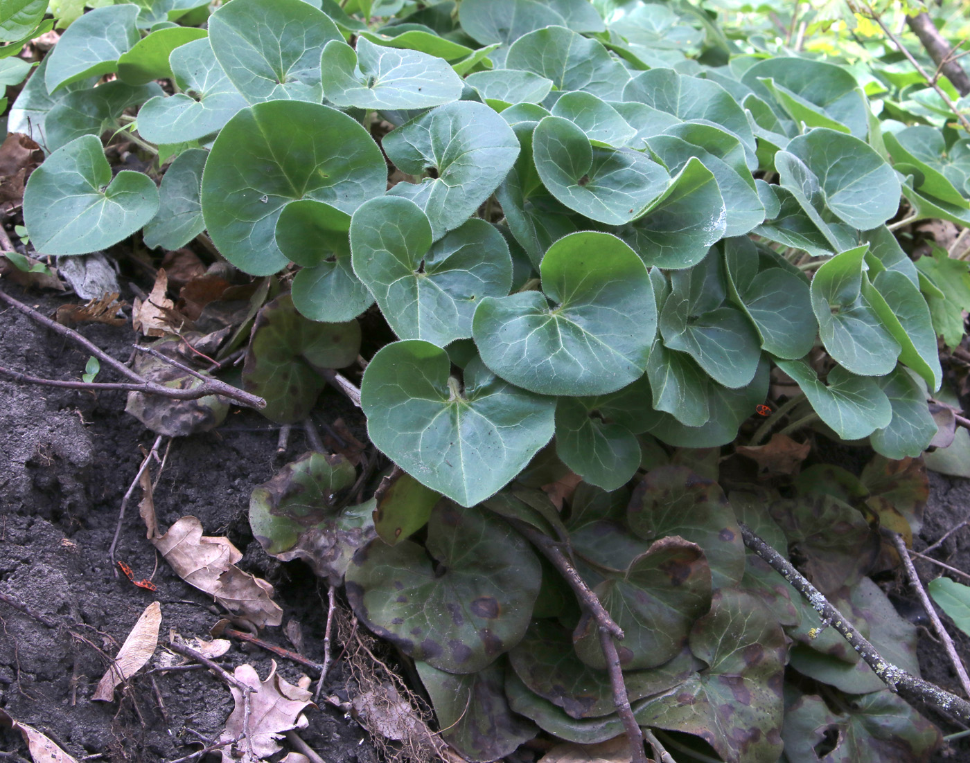 Изображение особи Asarum europaeum.