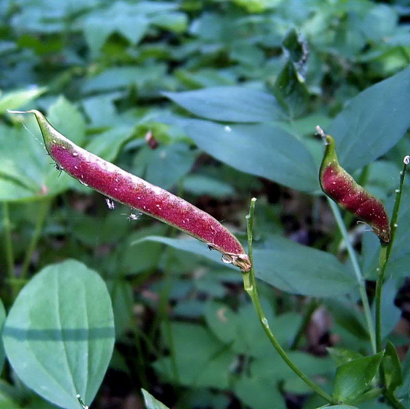 Изображение особи Lathyrus vernus.