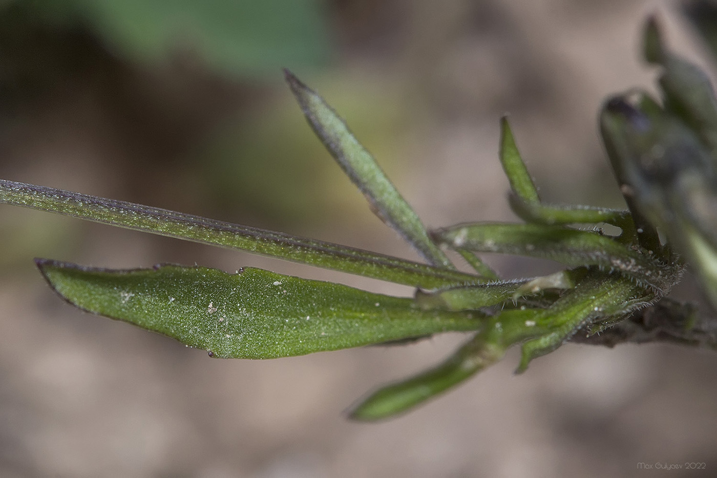 Image of Viola kitaibeliana specimen.