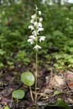 Pyrola rotundifolia