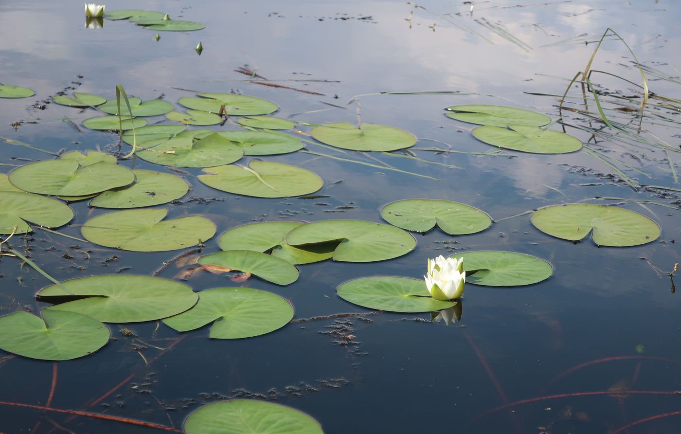 Изображение особи Nymphaea candida.